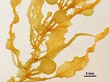 Dettaglio dei fillocladi e delle vescicole aerifere